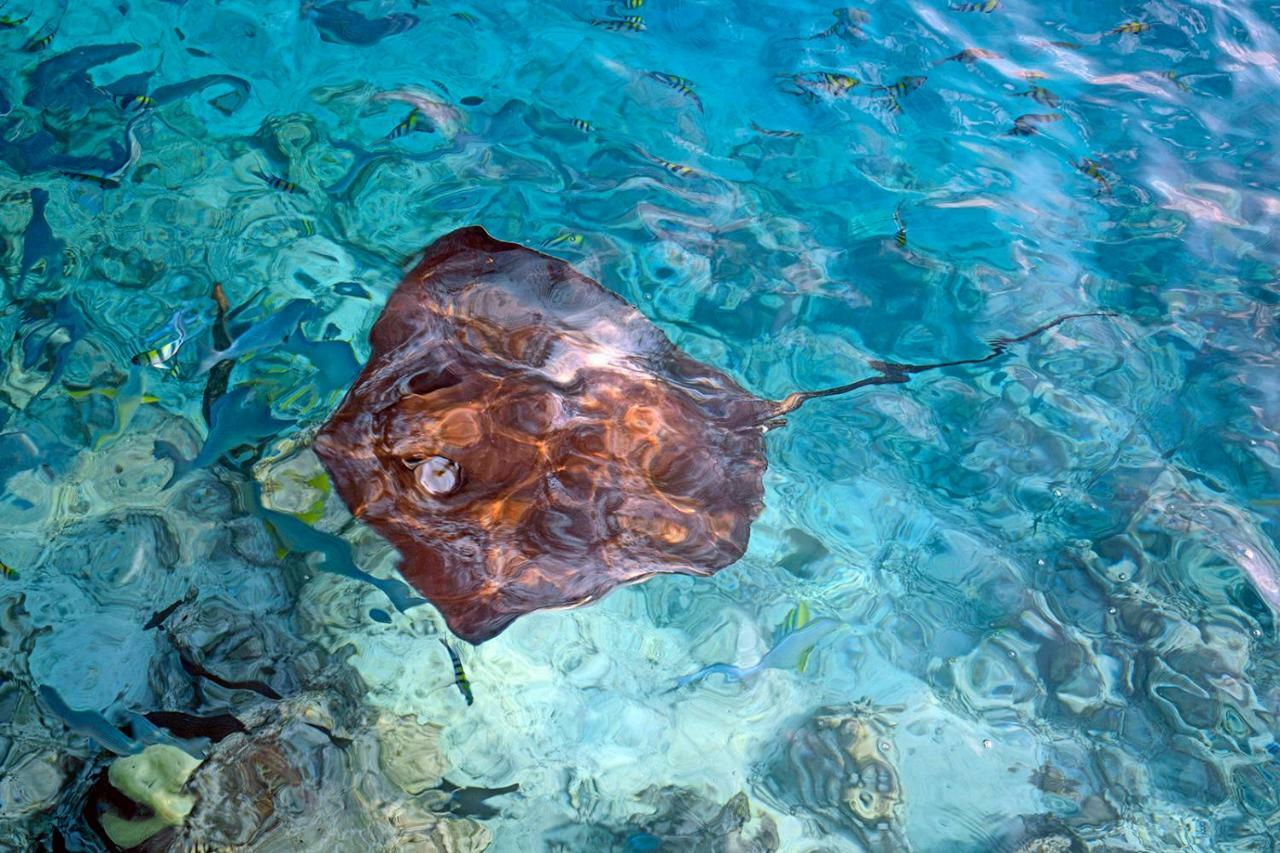 Ocean Village Maldives Holhudhoo Zewnętrze zdjęcie