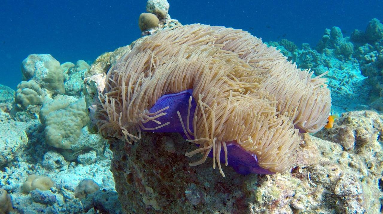 Ocean Village Maldives Holhudhoo Zewnętrze zdjęcie