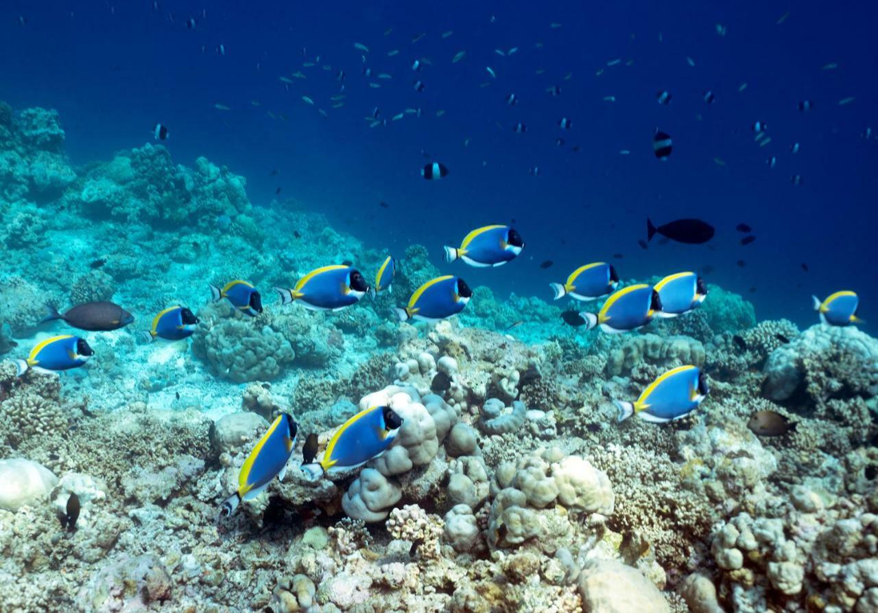 Ocean Village Maldives Holhudhoo Zewnętrze zdjęcie